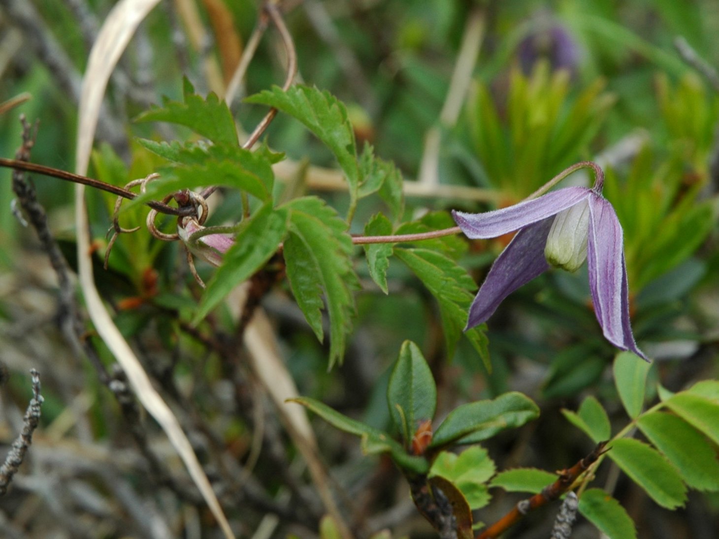 Clematis alpina